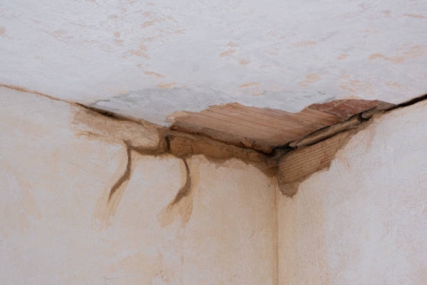 Best Carpet water damage restoration  in , MI